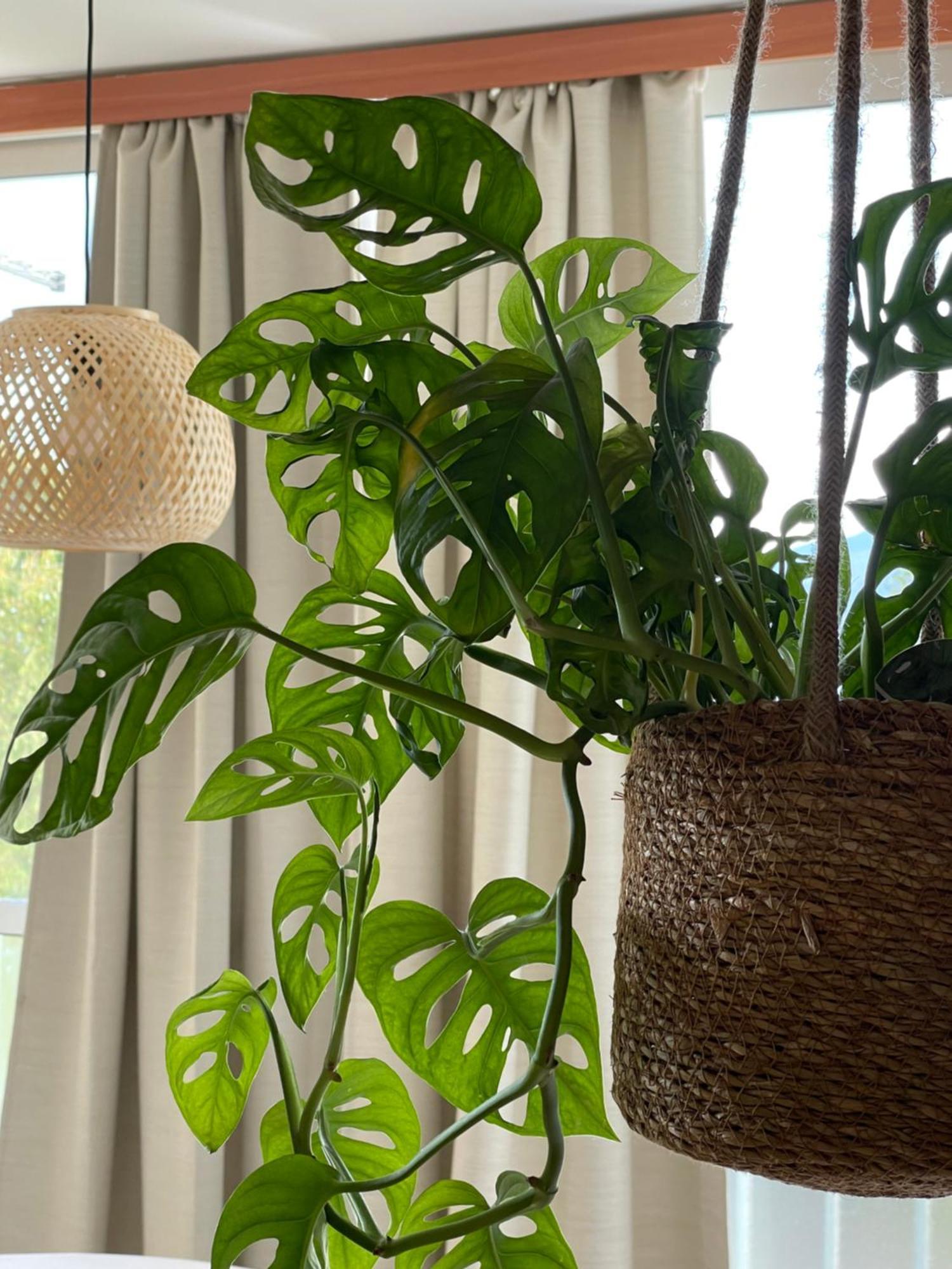Apartman Cosy Private Boho App Nook In Near Opatija *